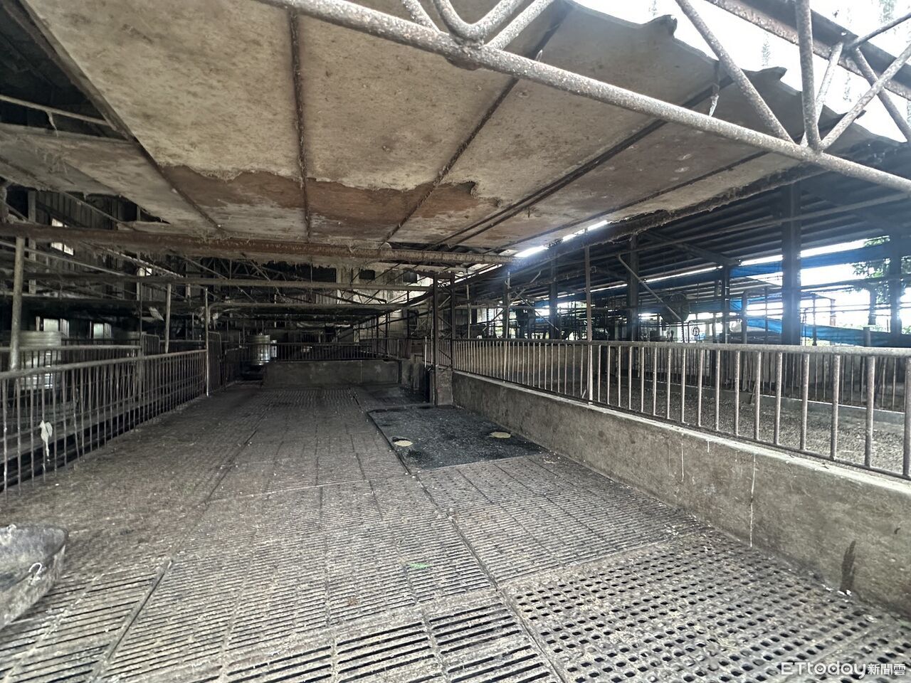 快訊／台中爆非洲豬瘟「緊急撲殺195隻」　養豬場清空畫面曝光