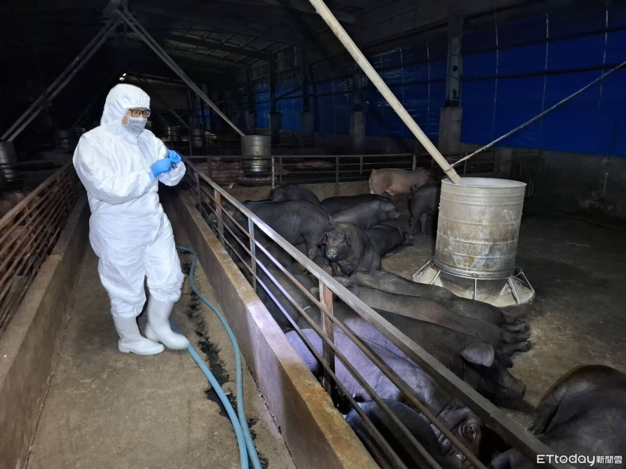 化製車曾赴梧棲場!彰化芬園養豬場4豬暴斃 業者:屬正常範圍