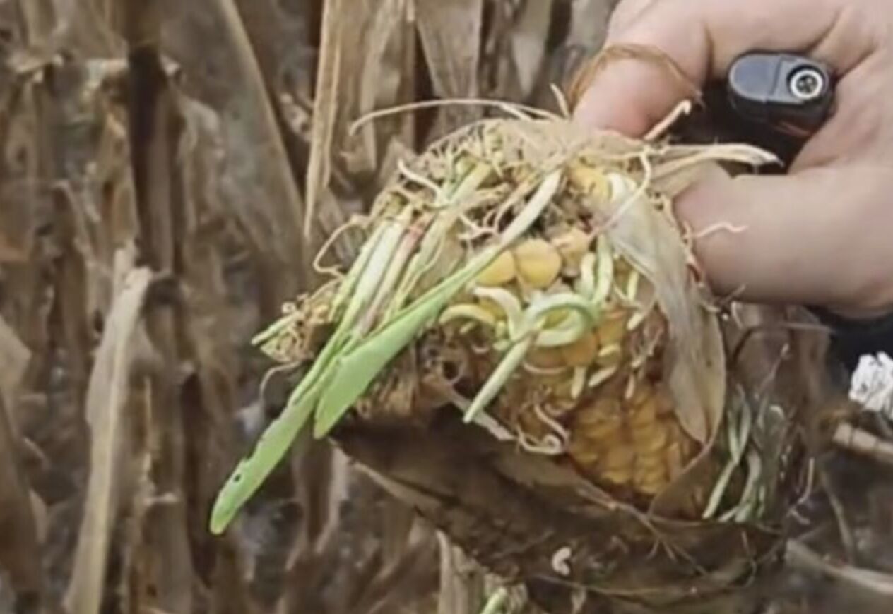 ▲河南玉米種植經歷夏旱後，又碰上秋澇，損失嚴重。（圖／翻攝南風窗）