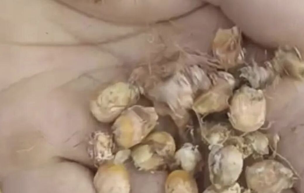 ▲河南玉米種植經歷夏旱後，又碰上秋澇，損失嚴重。（圖／翻攝南風窗）