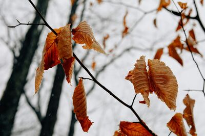「霜降」4生肖初霜後悄悄崛起　屬鼠財富入袋快、第一名能量超強會出名