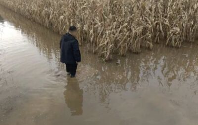 河南農民剛救活「夏旱玉米」　連日大雨又「泡湯了」