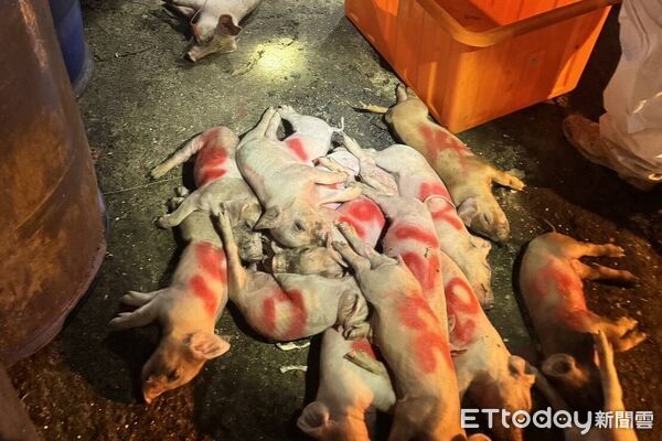 ▲▼台中市通報疑似非洲豬瘟案例，今天已經完成豬隻撲殺。（圖／農業部提供）