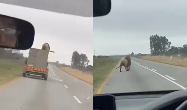 高速公路驚見「動物園雄獅逃出貨車」　路上四處閒晃畫面曝。（圖／翻攝自X）
