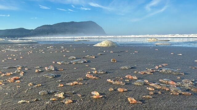 數千隻「粉紅膠狀生物」沖上海灘! 美專家一看驚呼:很罕見