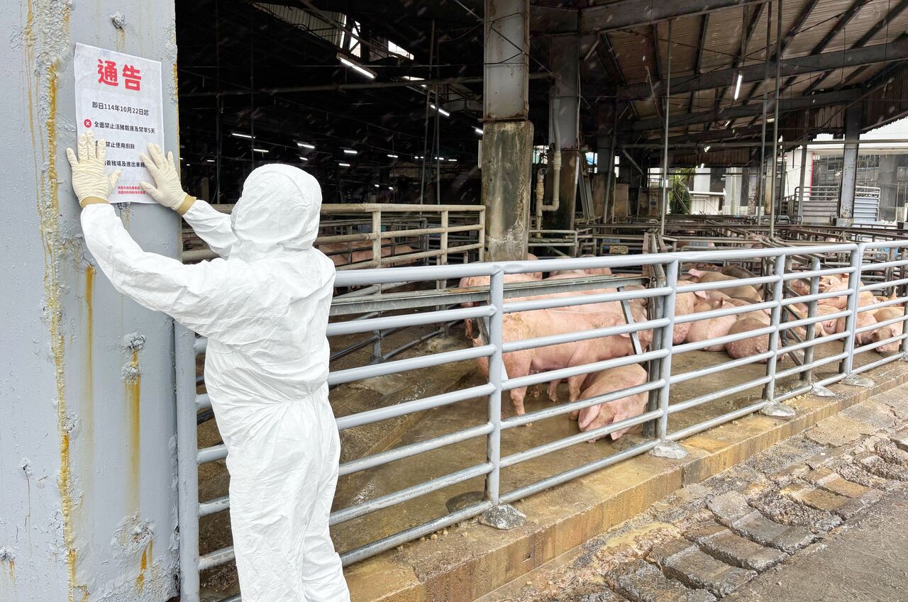 非洲豬瘟蔓延!桃園府跨單位總動員 10道防線全面防堵