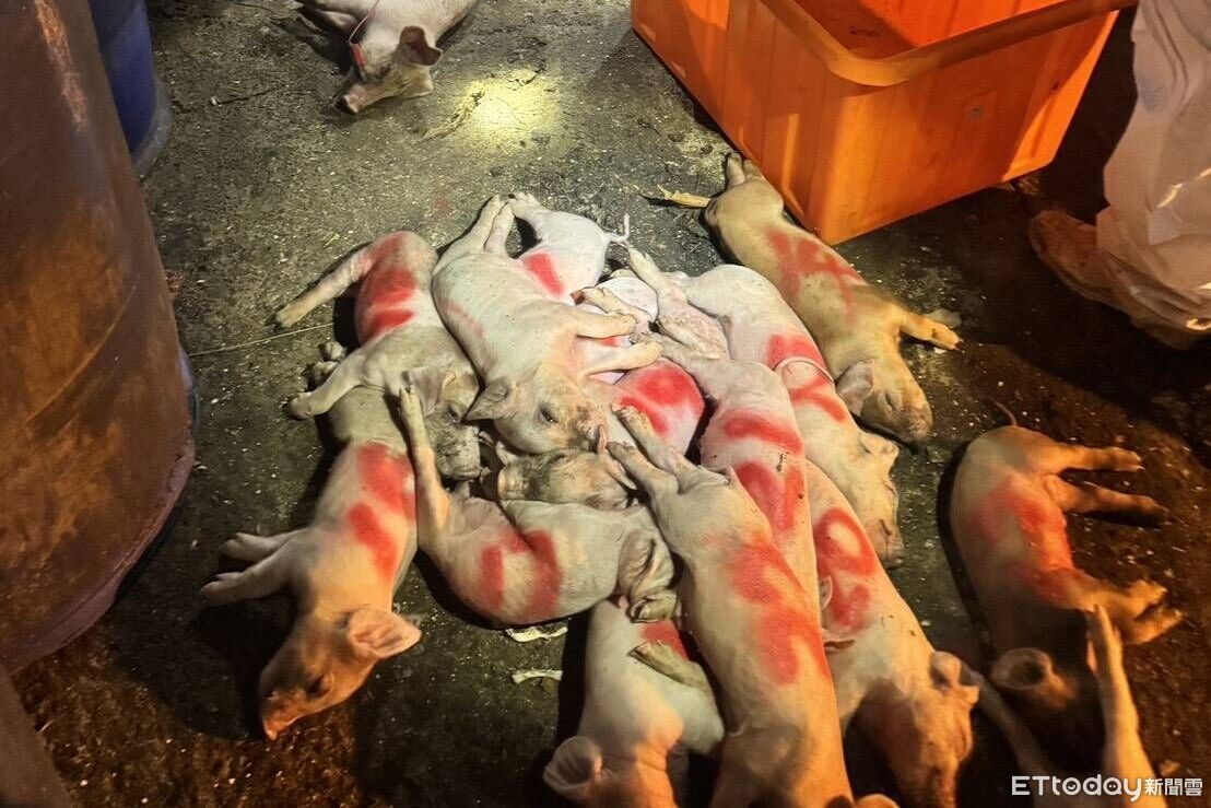 台中爆非洲豬瘟「病毒哪來」? 養豬場餵家庭、小吃店廚餘