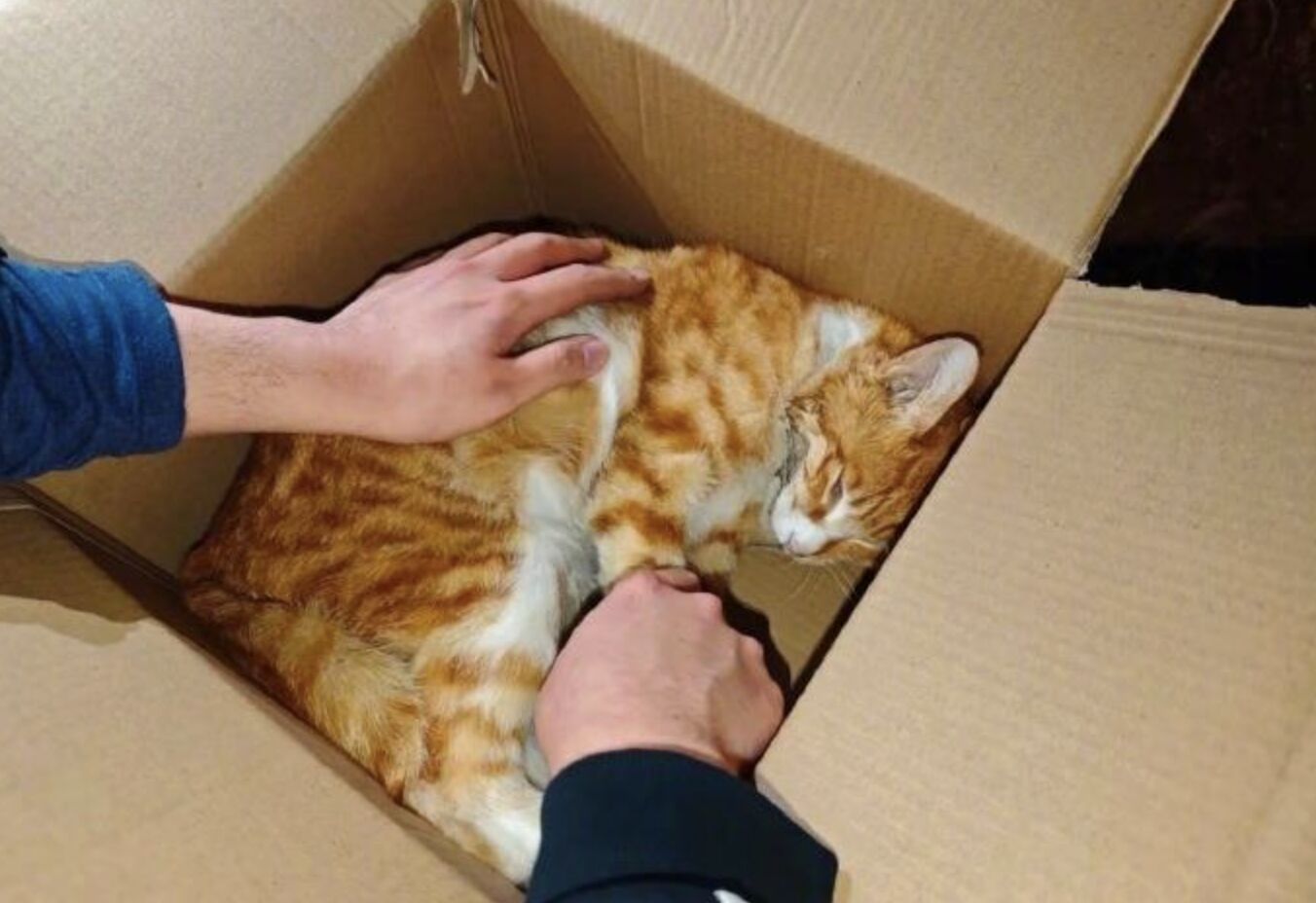 ▲雲南大學網紅流浪貓「小橘子」遭《紅舞鞋》劇組撞死，引起輿論撻伐。（圖／翻攝極目新聞）