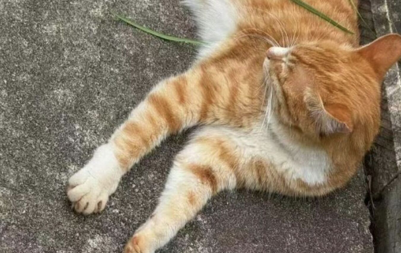 ▲雲南大學網紅流浪貓「小橘子」遭《紅舞鞋》劇組撞死，引起輿論撻伐。（圖／翻攝極目新聞）