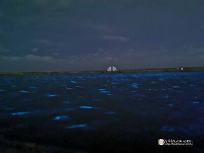 台南也有藍眼淚!開車30分鐘朝聖 見「整片藍光」感動爆:超夢幻