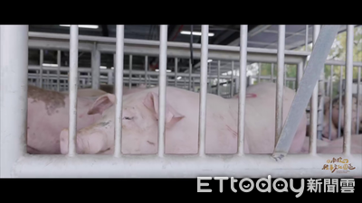 廚餘暫停養豬防非洲豬瘟　投縣籲廚餘瀝乾回收、不明豬肉丟垃圾車