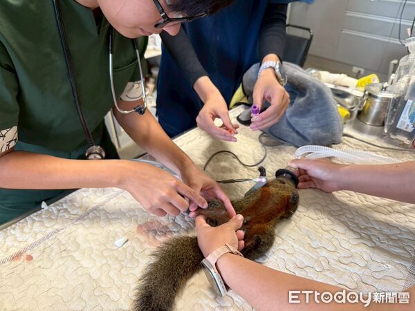 ▲林業保育署南投分署與九九峰動物樂園簽署合作意向書，設置野生動物救護站。（圖／林業保育署南投分署提供）