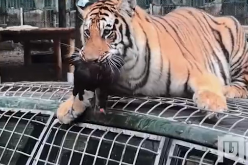 ▲▼洛陽動物園徵「獸王司機」月薪超21萬元。（圖／翻攝自微博）