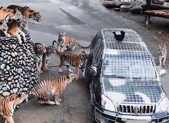 ▲▼洛陽動物園徵「獸王司機」月薪超21萬元。（圖／翻攝自微博）