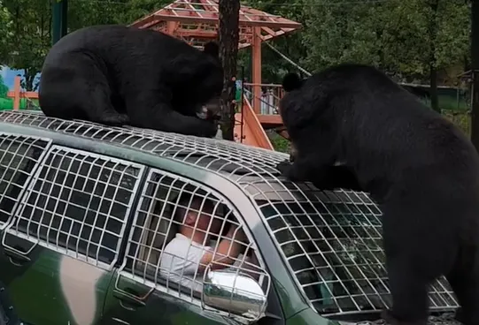 ▲駕駛須開車進黑熊區。（圖／翻攝自微博）