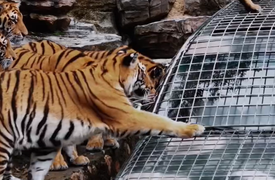 ▲▼洛陽動物園徵「獸王司機」月薪超21萬元。（圖／翻攝自微博）