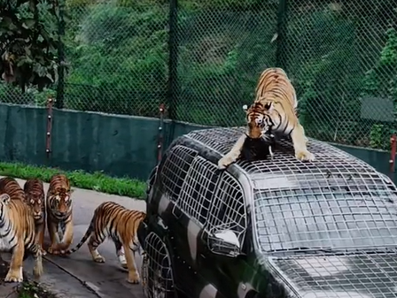 ▲▼洛陽動物園徵「獸王司機」月薪超21萬元。（圖／翻攝自微博）