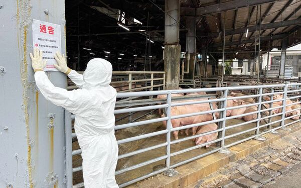 ▲桃園市農業局人員在轄區內養豬場張貼禁宰與使用廚餘通告。（資料照／農業局提供）