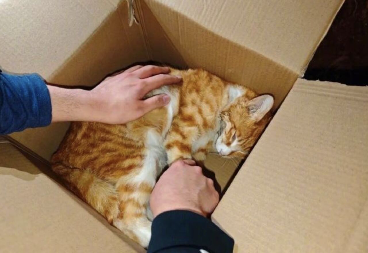 陸「紅舞鞋」劇組撞死雲南大學網紅流浪貓 校內超速疑雲再起