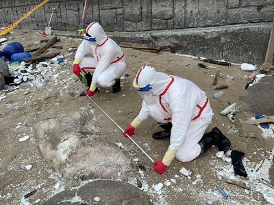 又漂來！7年178例岸邊豬屍　管碧玲曝海巡SOP：假設每隻都是非洲豬瘟