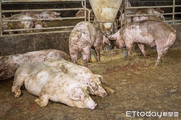▲▼養豬,豬。（圖／記者潘姿吟攝）