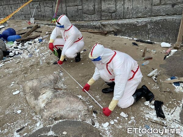 ▲▼馬祖北竿芹壁沙灘發現疑似死亡豬隻。（圖／記者鄭逢時翻攝）