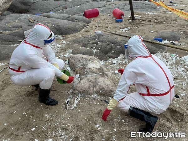 ▲▼馬祖北竿芹壁沙灘發現疑似死亡豬隻。（圖／記者鄭逢時翻攝）