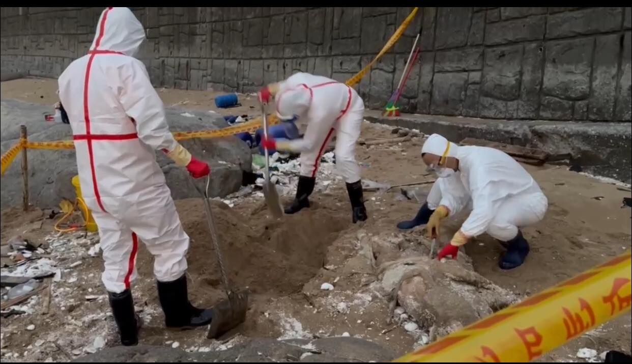 ▲海委會主委管碧玲透露，海巡處理岸際豬屍SOP流程，是以「假設每一隻豬屍都可能是非洲豬瘟斃死豬    」為原則。（圖／翻攝自Facebook／管碧玲）