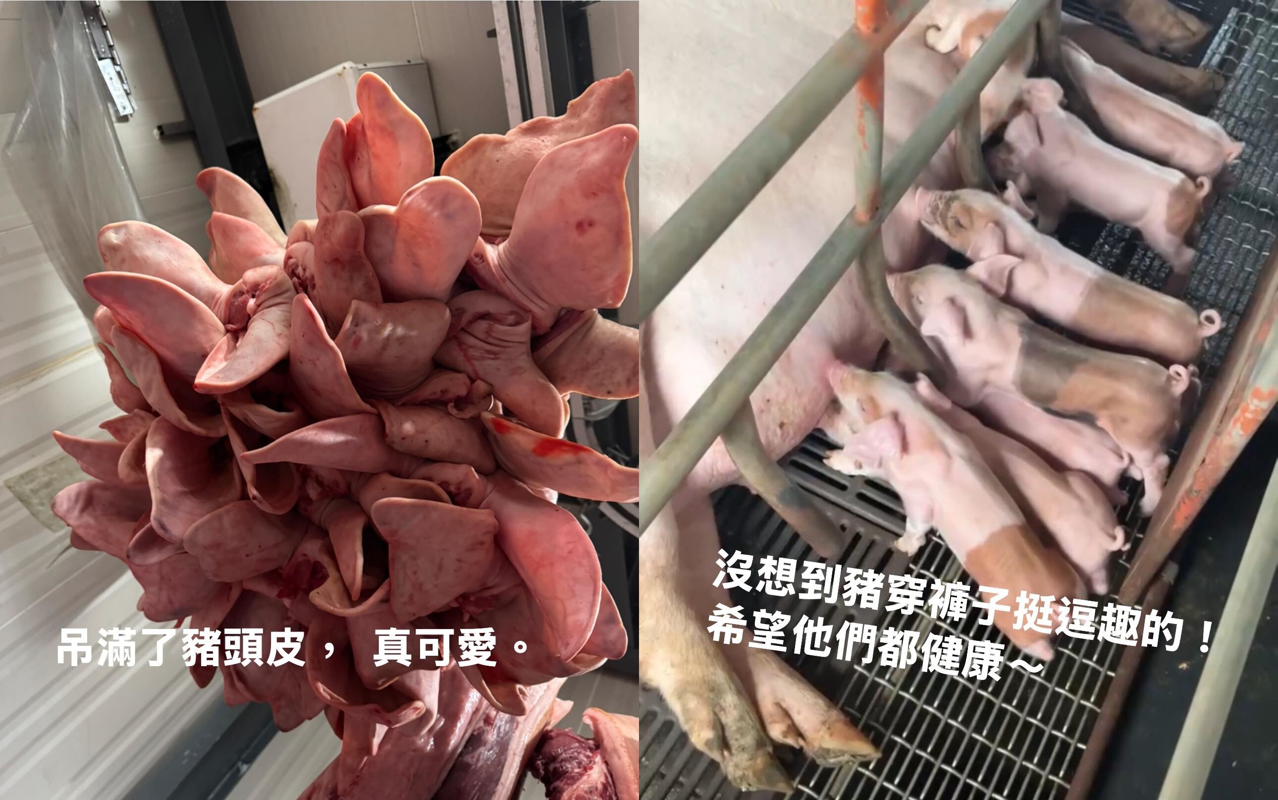 ▲▼             。（圖／翻攝自Facebook／農場晃晃 Farm Around You）