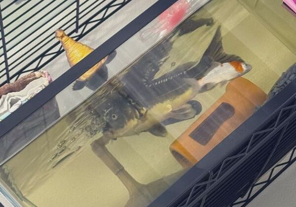 ▲。（圖／翻攝自X／@taku68nnS14）