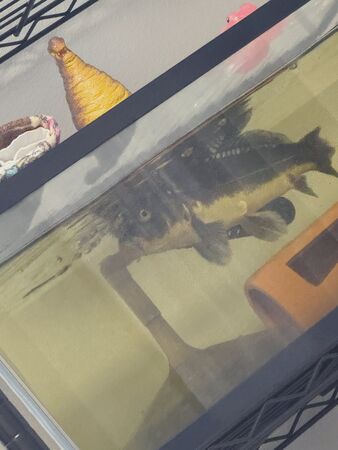 ▲。（圖／翻攝自X／@taku68nnS14）