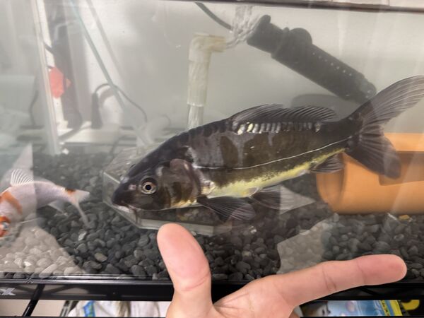 ▲。（圖／翻攝自X／@taku68nnS14）