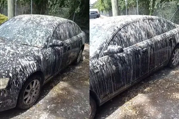 ▲▼澳洲雪梨西部一輛奧迪（Audi）轎車，竟被厚厚一層鳥屎完全覆蓋。（圖／翻攝自TikTok）