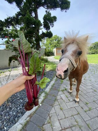搜救犬鐵雄退休當療癒犬。(圖/翻攝自仁馨樂活園區)