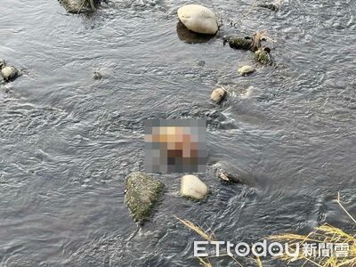 快訊/台中麻園頭溪驚見疑似「豬屍」 打撈證實是狗屍泡水