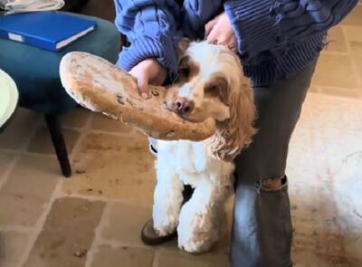 可卡犬偷麵包「死守贓物」不鬆口 媽拿零食賄賂仍被咬走一塊