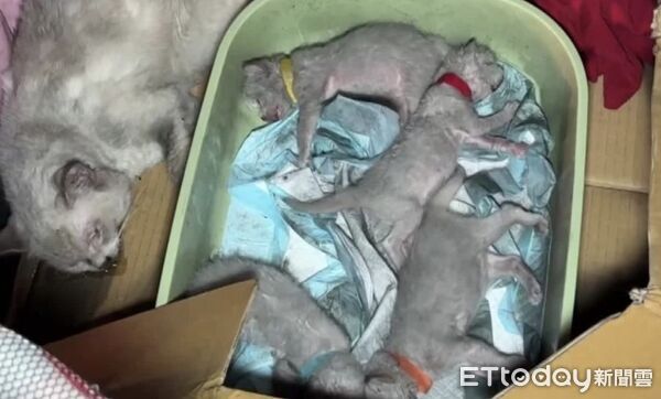 ▲▼             。（圖／民眾提供）