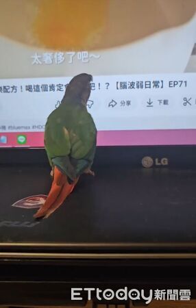 ▲。（圖／Threads@wsijcmc提供，請勿隨意翻拍，以免侵權。）