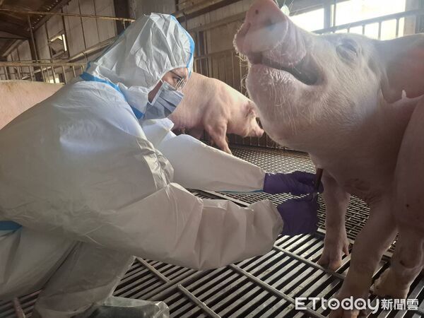 ▲動保處人員進行該養豬場採樣檢測強化疫情防控。（圖／記者林東良翻攝）