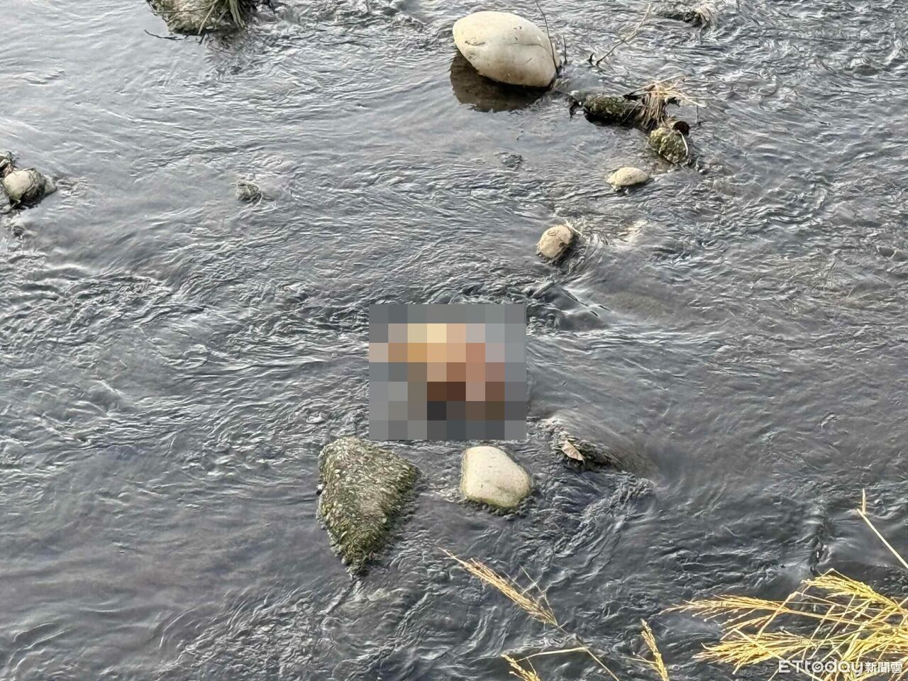 快訊/台中麻園頭溪驚見疑似「豬屍」 打撈證實是狗屍泡水