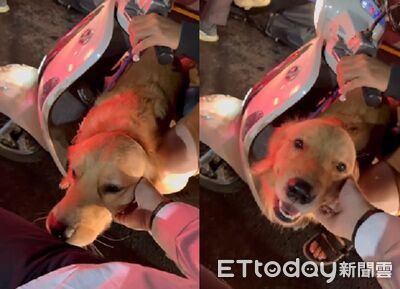 等紅燈被「毛手毛腳」性騷擾　車主被萌暈：可以多一點沒關係