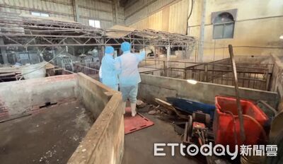 豬農廚餘蒸煮紀錄中斷數月　盧秀燕反擊中央：不上傳也沒罰則