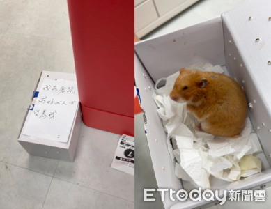 半夜取貨「取到黃金鼠」　遭棄地板紙盒「求好心人收養我」