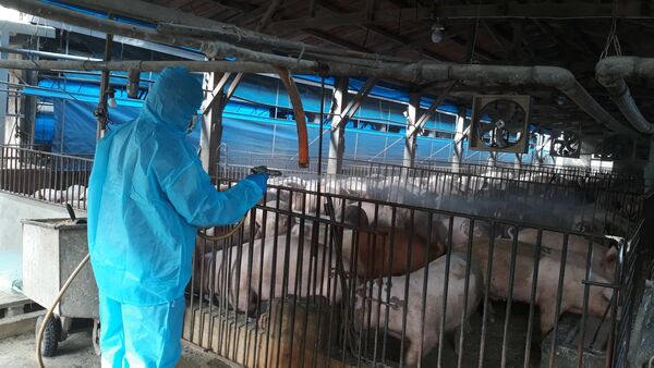 ▲彰化養豬場疫調正常。（資料圖／彰化縣政府提供）