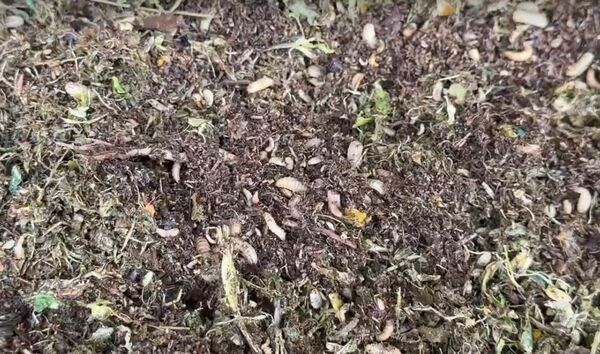 ▲和美鎮清潔隊黑水虻大軍月吞300噸廚餘。（圖／記者唐詠絮攝）