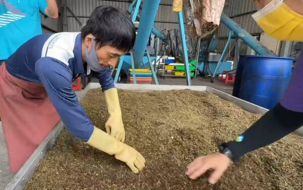 ▲和美鎮清潔隊黑水虻大軍月吞300噸廚餘。（圖／記者唐詠絮z