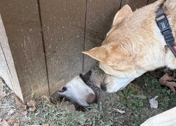 ▲。（圖／翻攝自X／@MD41687242）