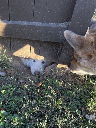 ▲。（圖／翻攝自X／@MD41687242）