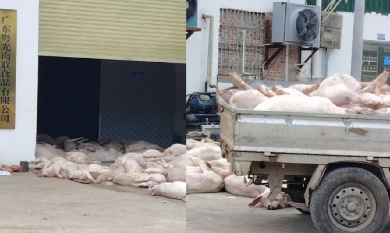 廣東肉品公司外堆滿大量死豬　官方介入：暫未流入市場　