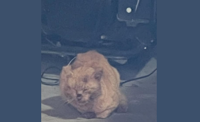 餵養5年橘貓突發狂狠咬　警嚇見「老夫妻全身流血」攻擊原因曝